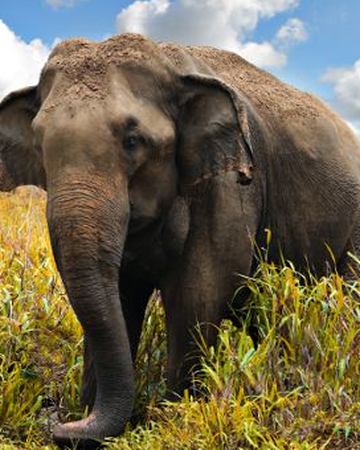 Elefante asiático