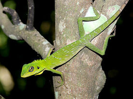 Green-crested-lizard 6487