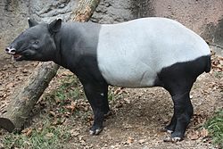 250px-Malayan Tapir 001