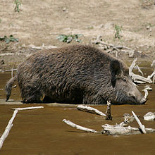 220px-Wild Boar Habitat quadrat