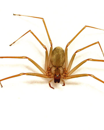 Aracnidos Caracteristicas Reproduccion Y Mas