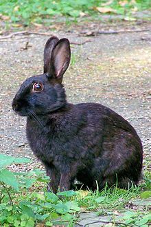 220px-Wild black Oryctologus cuniculus