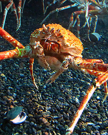 Cangrejo Gigante Del Japon Wiki Reino Animalia Fandom