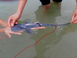 Cría de tiburon ballena
