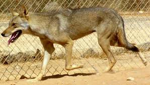 Lobo arabe