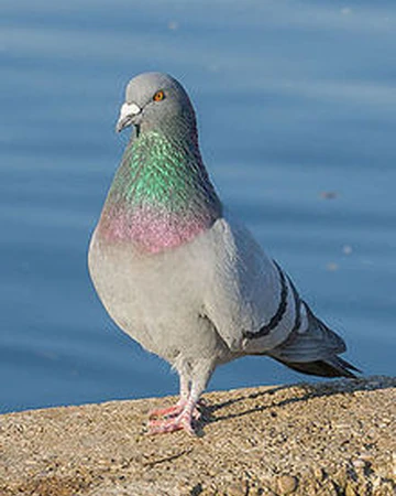 Paloma Bravia | Wiki Reino Animalia | Fandom