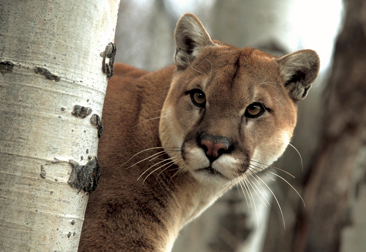 Resultado de imagen para puma animal