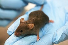 220px-Lab mouse mg 3263