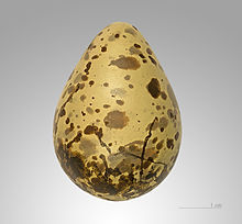 220px-Gallinago gallinago MHNT