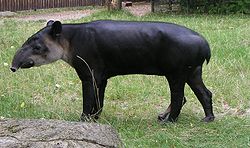 250px-Bairds Tapir