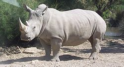 250px-Rhinocéros blanc JHE