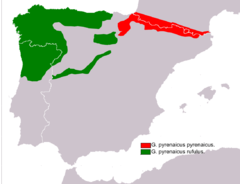 240px-Galemys pyrenaicus map