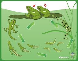 Metamorfosis