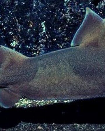 Cerdo Marino Wiki Reino Animalia Fandom