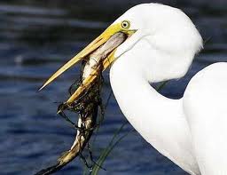 Garza comiendo pescado