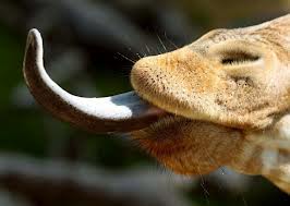 Lengua jirafa
