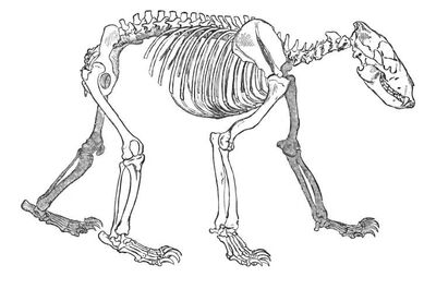 Oso Pardo | Wiki Reino Animalia | FANDOM powered by Wikia diagram of giant panda body 