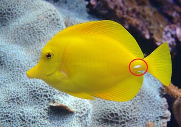Zebrasoma flavescens 001