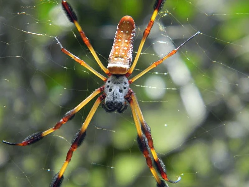 Araña de Seda Dorada | Wiki Reino Animalia | FANDOM powered by Wikia