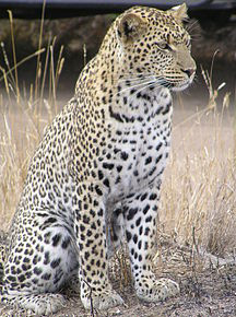 Leopardo africano 9