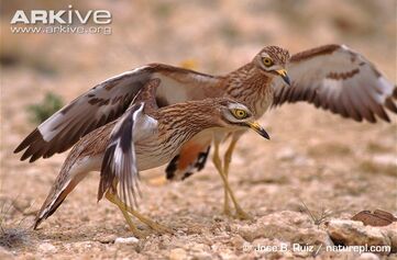 Stone-curlews-defending-nest-from-snake