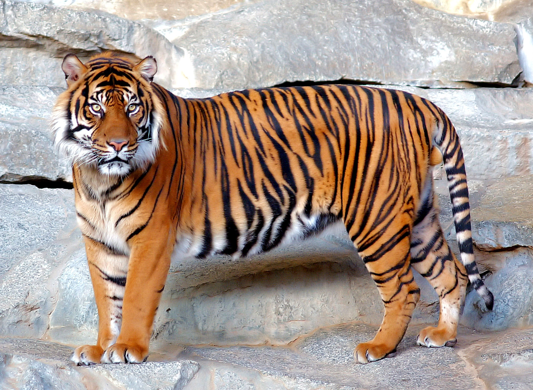 Tigre | Wiki Reino Animalia | Fandom