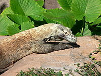 200px-Varanus komodoensis3