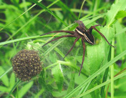 250px-Dolomedes fimbriatus