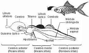 Cerebro de un pez