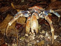 Robber crab