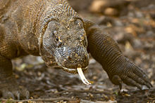 Komodo Dragon AdF