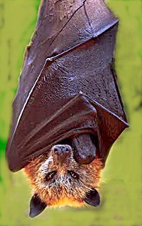 Golden crowned fruit bat