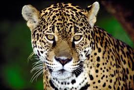 Jaguar2