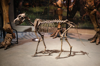 Lobo Gigante Wiki Reino Animalia Fandom