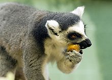 220px-Ring-Tailed Lemur eating