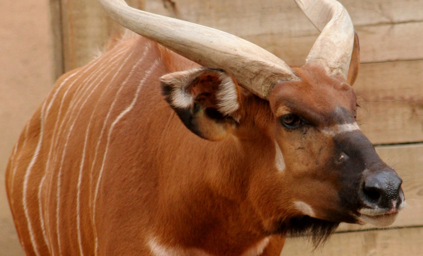 Bongo Oriental Wiki Reino Animalia Fandom