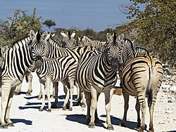 250px-Equus quagga burchellii (group)