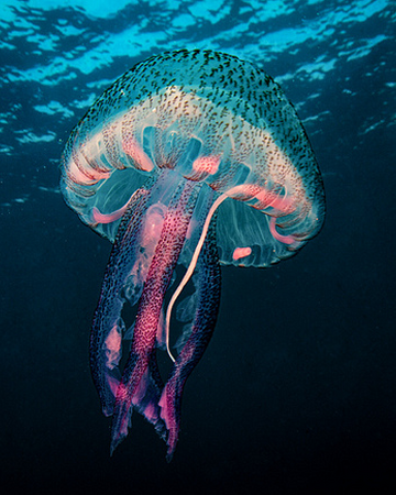 Medusa Luminiscente Wiki Reino Animalia Fandom
