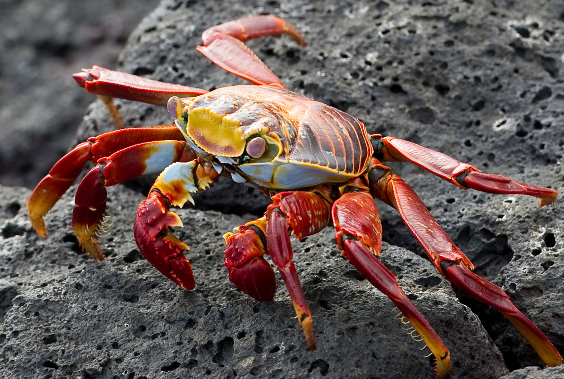 Краб 15. Sally Lightfoot Crab. Сухопутный краб. Наземный краб. Красивый краб.