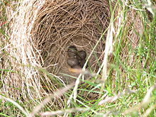 220px-Alauda arvensis nest