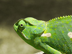 250px-Chameleon 2006-01-contrast