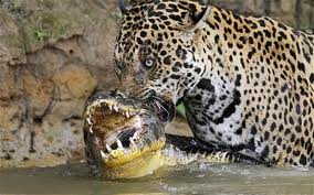Jaguar cocodrilo