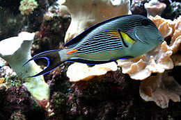 260px-Acanthurus sohal 3