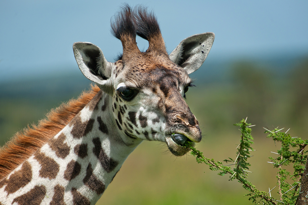 Jirafa | Wiki Reino Animalia | FANDOM powered by Wikia