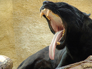 Boca jaguar