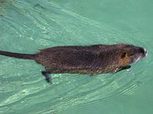 NutriaMaksimir
