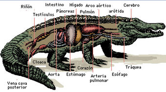 Reptiles Wiki Reino Animalia Fandom