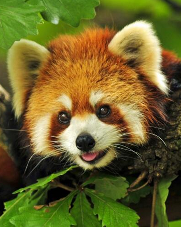 Panda Rojo Wiki Reino Animalia Fandom