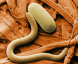 Nematodos