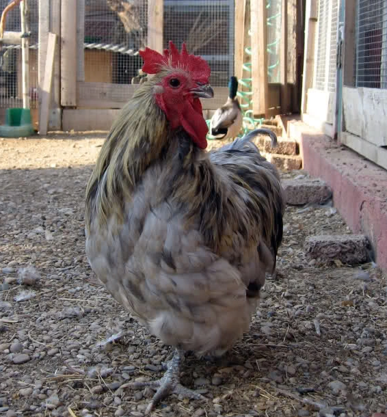 Gallo/Gallina | Wiki Reino Animalia | FANDOM powered by Wikia